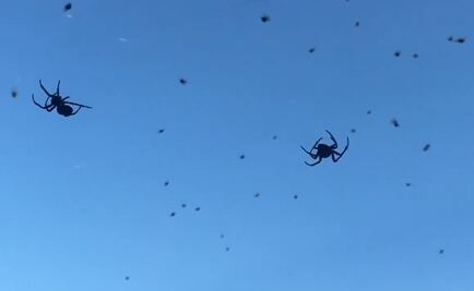 Captan en video "lluvia de arañas" en Brasil
