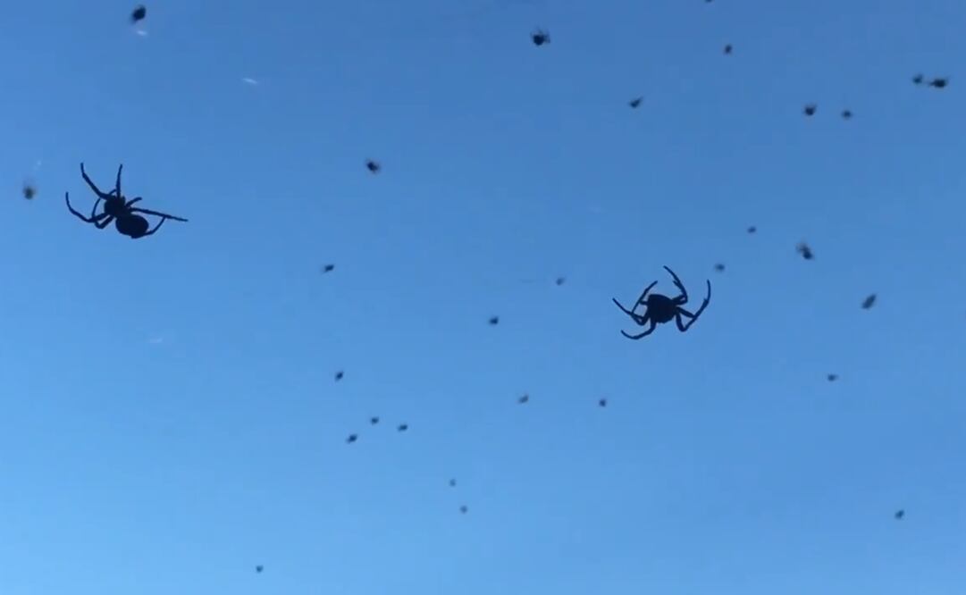 Lluvia de arañas en Brasil (Foto tomada de video)