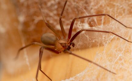 Qué no debes hacer si te encuentras una araña violinista