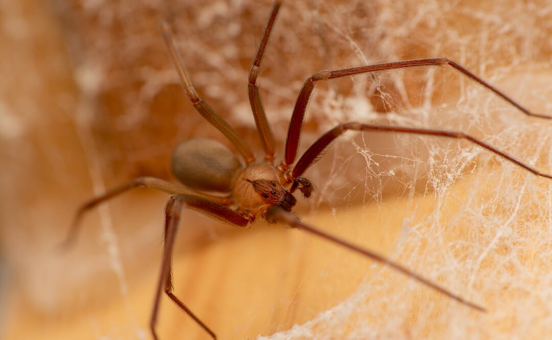Te decimos qué hacer si ves una araña violinista. / Fotos: Diego Barrales, conocido en Twitter como @arachno_cosas.