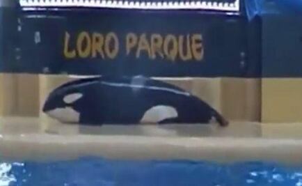 Denuncian intento de suicidio de orca en cautiverio