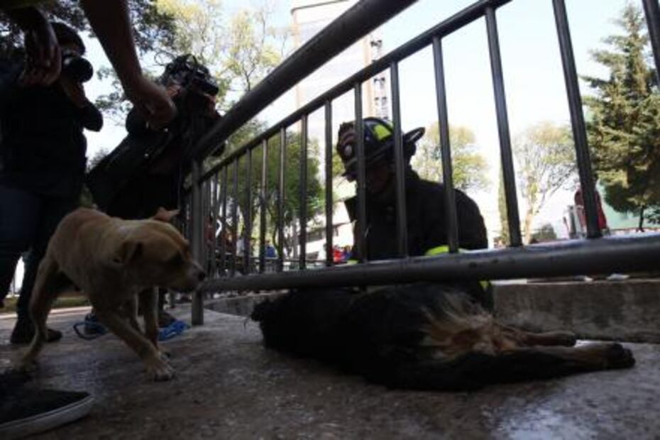 Jauría devora varios patos de la Alameda de Toluca