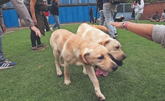 Buscan apoyo para escuela de perros guía