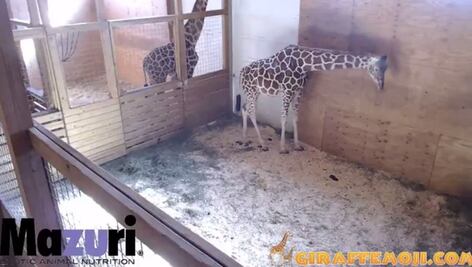 Se restablece cámara de jirafa embarazada en Nueva York