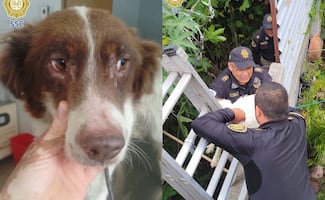 Rescatan a perrita atrapada entre dos bardas en Tláhuac; veterinarios detectan desnutrición