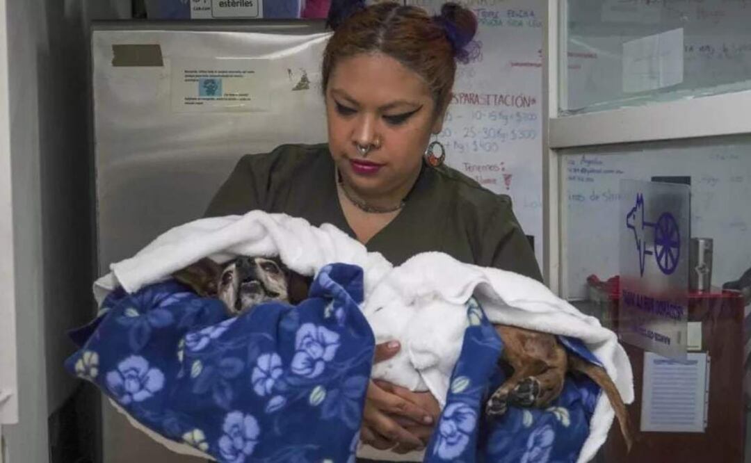 El perrito de seis años con una herida infectada por larvas, se convirtió en el primer caso de gusano barrenador en Mérida, Yucatán (16/05/2025). Foto: Especial