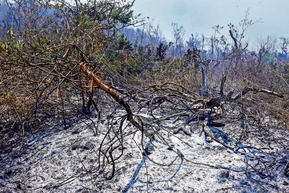 Equipos de sofocación han hallado animales calcinados por los incendios en el estado. Foto Carlos Alberto Carbajal / El Universal