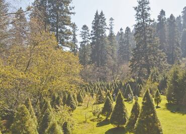 “Plantar árboles de Navidad ayuda a preservar el bosque”