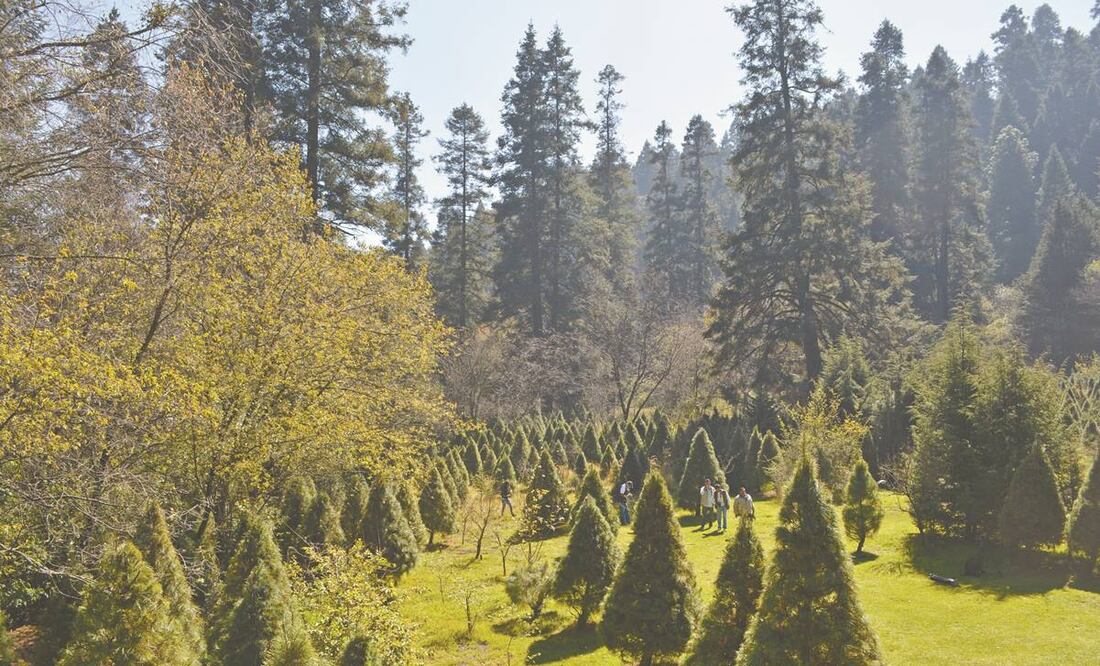 En el Parque Ejidal San Nicolás Totolapan se produce el pino blanco o vikingo y el oyamel, éstos deben permanecer en tierra al menos siete años, pasado ese tiempo se les da forma cónica y pueden ser cortados. Foto/ FOTOS: ISELA HINOJOZA. EL UNIVERSAL