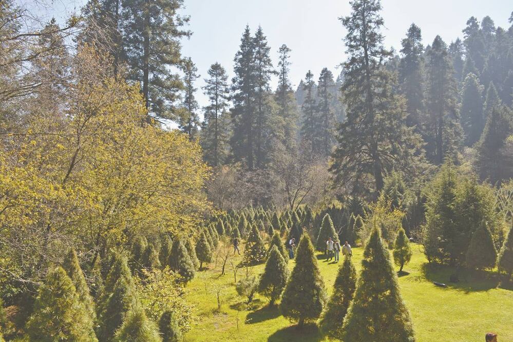 En el Parque Ejidal San Nicolás Totolapan se produce el pino blanco o vikingo y el oyamel, éstos deben permanecer en tierra al menos siete años, pasado ese tiempo se les da forma cónica y pueden ser cortados. Foto/ FOTOS: ISELA HINOJOZA. EL UNIVERSAL