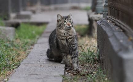 Anuncian Festival “Gatotitlán” en el Museo Panteón de San Fernando; buscan visibilizar a michis que habitan entre las tumbas