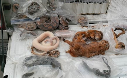 Desmantelan centro de acopio; vendían animales por internet