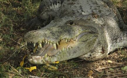 Avistan cocodrilos de pantano en presa de Coahuila; autoridades piden a la ciudadanía no acercase hasta que los capturen 