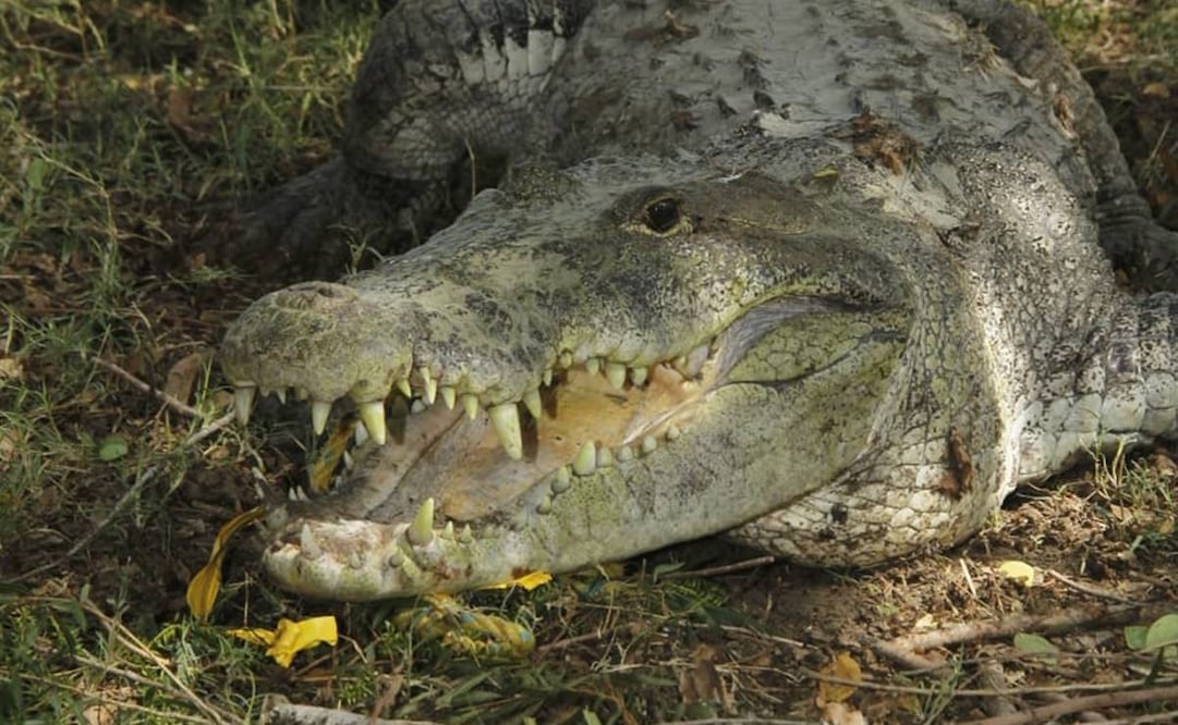 Imagen ilustrativa / Archivo