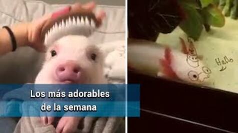 Los videos más adorables y divertidos de la semana