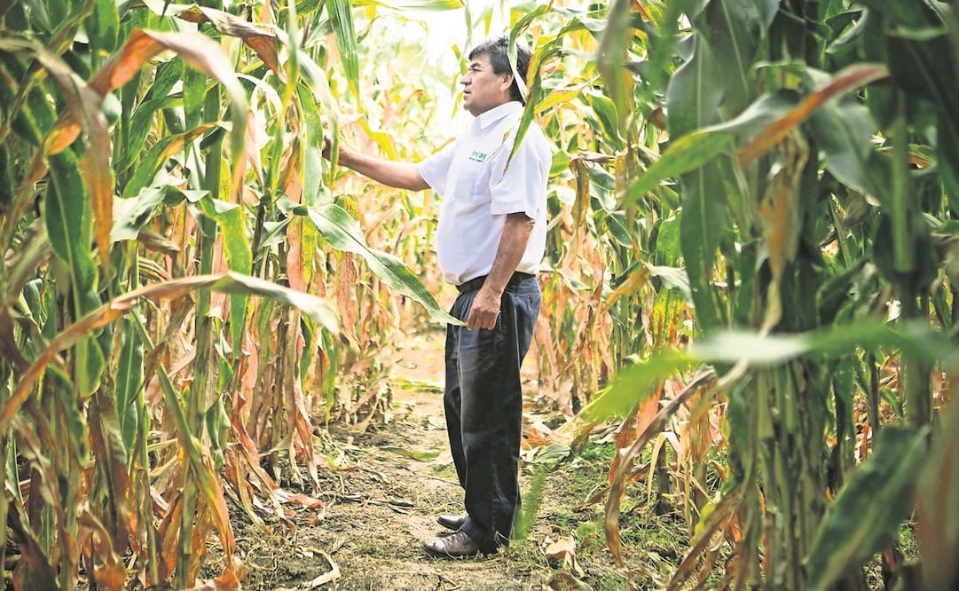 Los bioinsumos se obtienen de materia vegetal y se usan para fertilizar y nutrir plantas y suelo. Foto: Archivo / EL UNIVERSAL