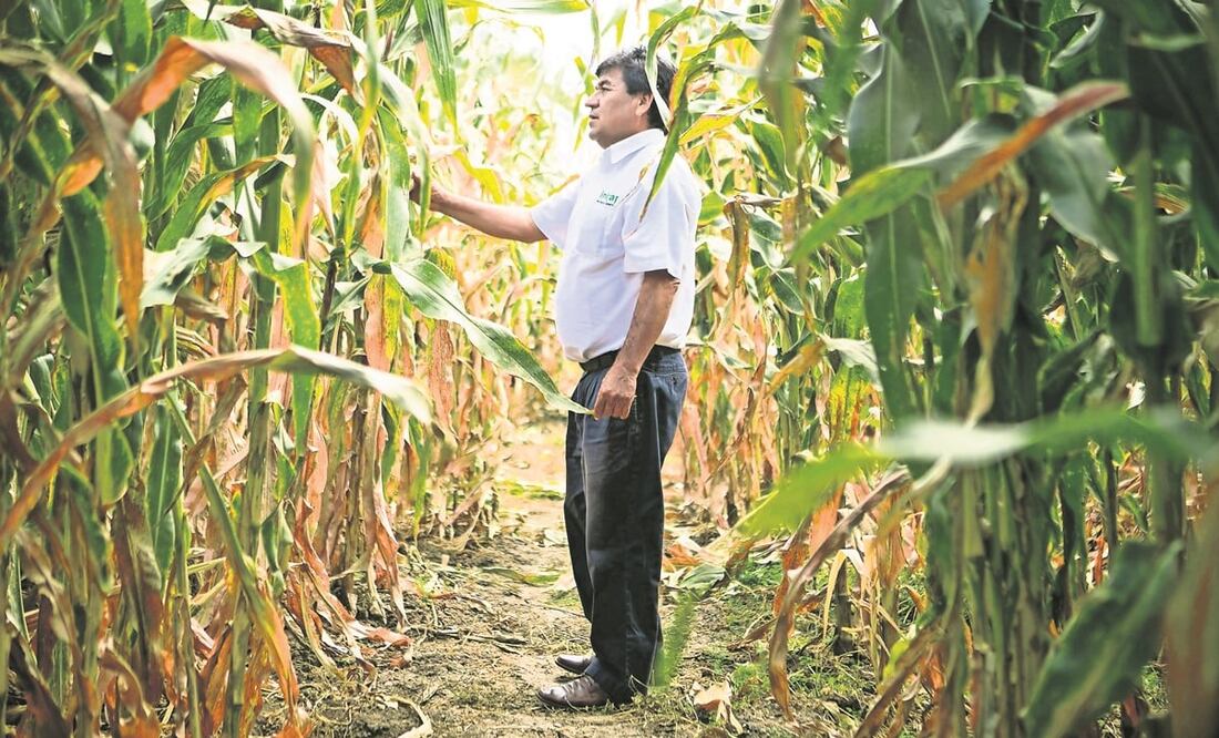 Los bioinsumos se obtienen de materia vegetal y se usan para fertilizar y nutrir plantas y suelo. Foto: Archivo / EL UNIVERSAL