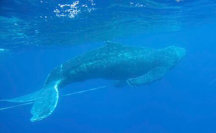 Ballena se traga a un buzo en Sudáfrica; luego lo escupe