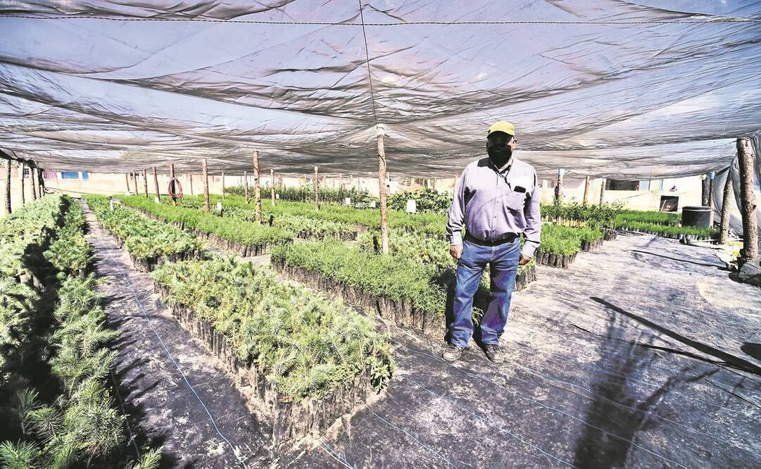 Durante los cuatro años del actual gobierno, el programa Sembrando Vida ha recibido recursos por más de 139 mil 958 millones; para este año, ejercerá un presupuesto de 37 mil 136 millones 600 mil pesos, informa el Coneval. Foto: Archivo/ EL UNIVERSAL