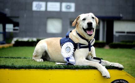 Oficial canino “René” deja PF por tumor irreversible