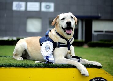 Oficial canino “René” deja PF por tumor irreversible