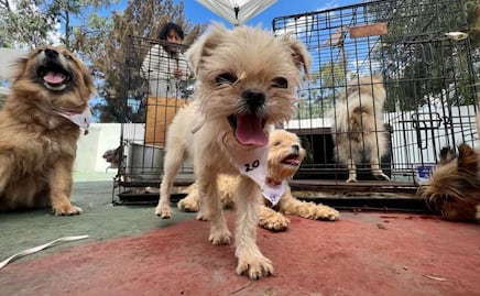 Rescatan a 31 perritos de condiciones insalubres y maltrato en Ecatepec