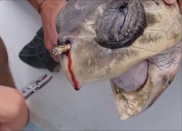 La tortuga que "lloró" por culpa de un popote... y la acción mundial que generó