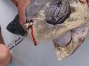 La tortuga que "lloró" por culpa de un popote... y la acción mundial que generó