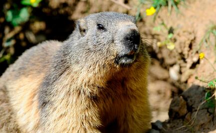 Rusia insta a no comer marmotas para evitar peste bubónica