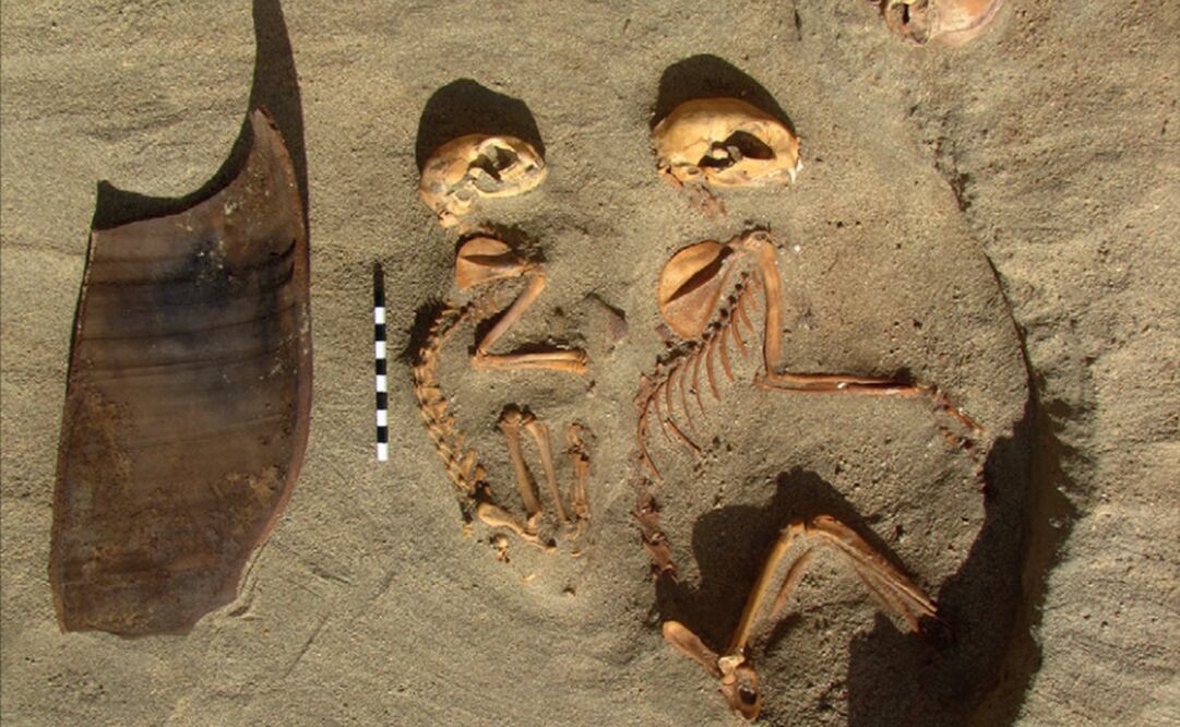 Foto: PCMA–University of Delaware Berenike Project/photo P. Osypiński, Steven E. Sidebotham