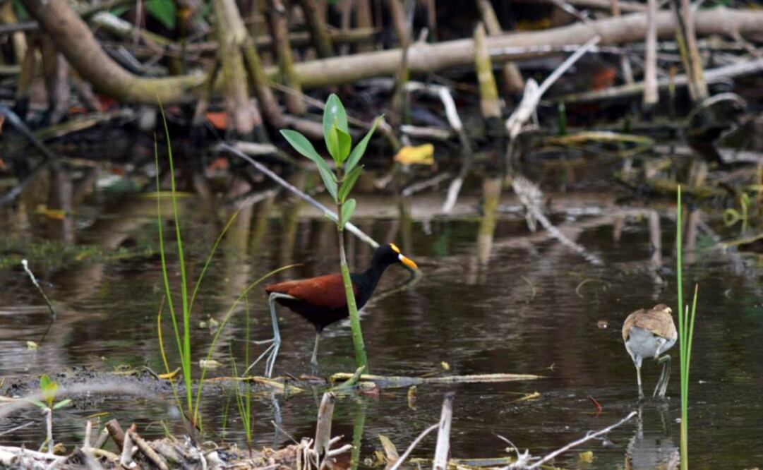 Foto: Archivo Cuartoscuro