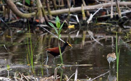 Ampliarán demandas penales por Tajamar