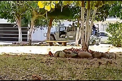 Entregan cuerpo de escolta de "Chapitos" 