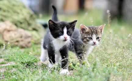 Día Internacional del Gato 2025; ¿por qué se celebra 3 veces al año esta fecha?