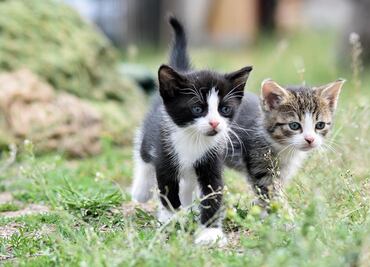 Día Internacional del Gato 2025; ¿por qué se celebra 3 veces al año esta fecha?