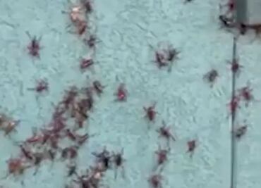 VIDEOS. Grillos mormones caníbales desatan el caos en Nevada