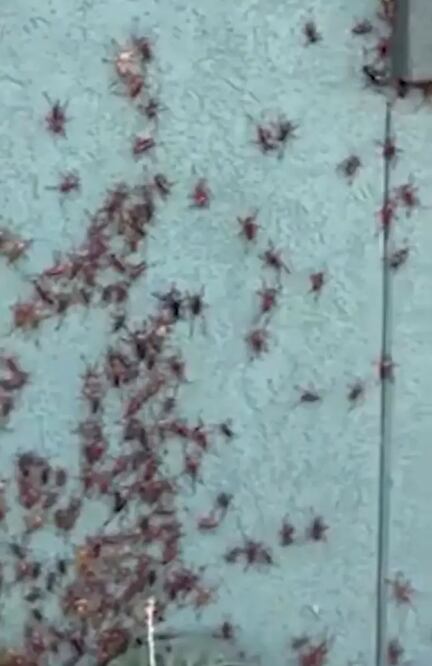 Grillos mormones están causando un caos en Nevada, igual que hace un año. FOTO: ESPECIAL