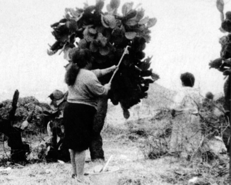 La gastronomía representada en el Escudo Nacional