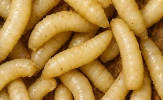 Activan cercos sanitarios en Zacatecas por dos casos de gusano barrenador; llaman a productores a reforzar medidas preventivas  