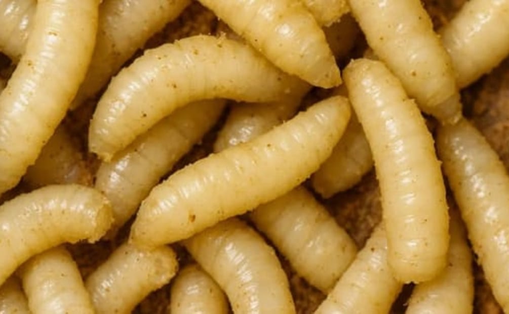 La distribución de ivermectina será de 4 mil 805 paquetes en beneficio de 10 mil 835 productores. Foto: Especial