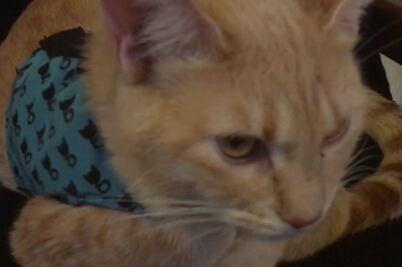 Vámonos de Pata de Perro. Mitos y realidades de los gatos