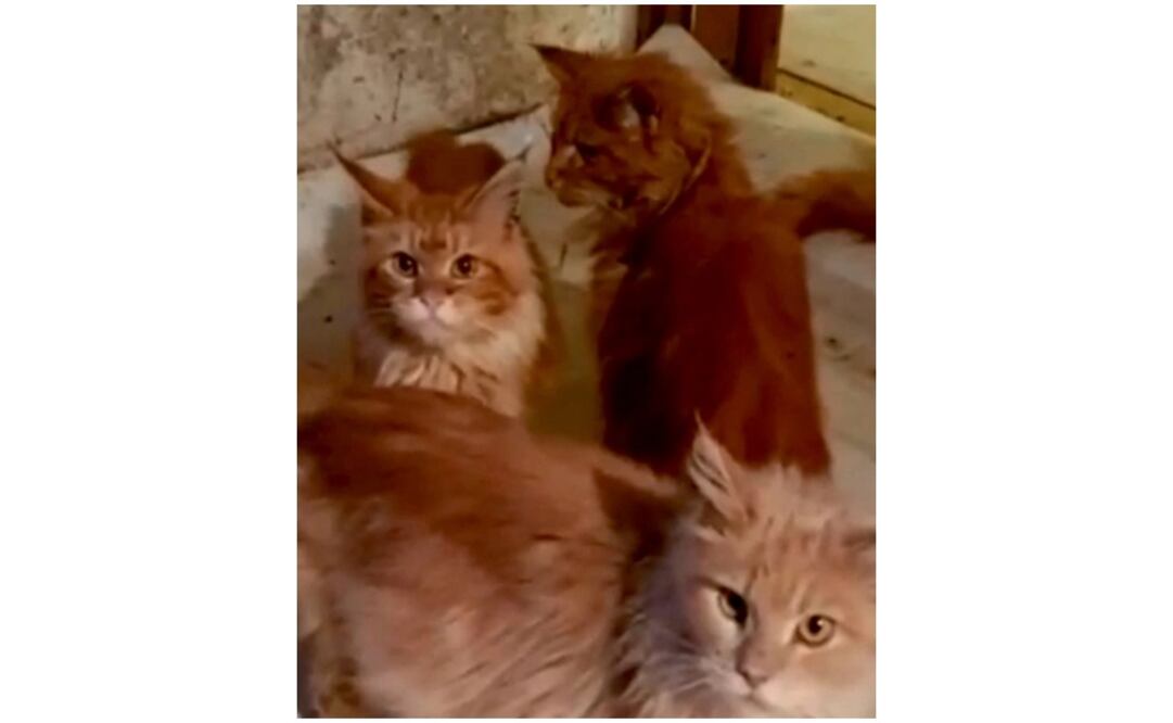 Agentes estiman que los gatos se alimentaron con los restos de una mujer muerta. Foto: The Sun