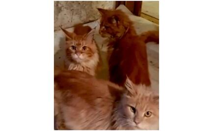 "Comieron lo que había": mujer muere sola en su casa y sus 20 gatos devoran parcialmente su cuerpo