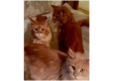 "Comieron lo que había": mujer muere sola en su casa y sus 20 gatos devoran parcialmente su cuerpo