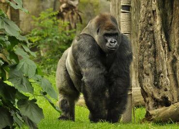 The death of Bantú the gorilla will be investigated by human rights agency