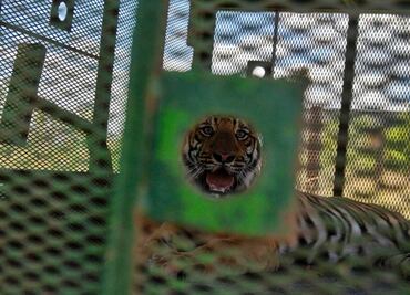 FOTOS: Así fue la captura de un tigre de bengala que escapó en Salinas Victoria, Nuevo León