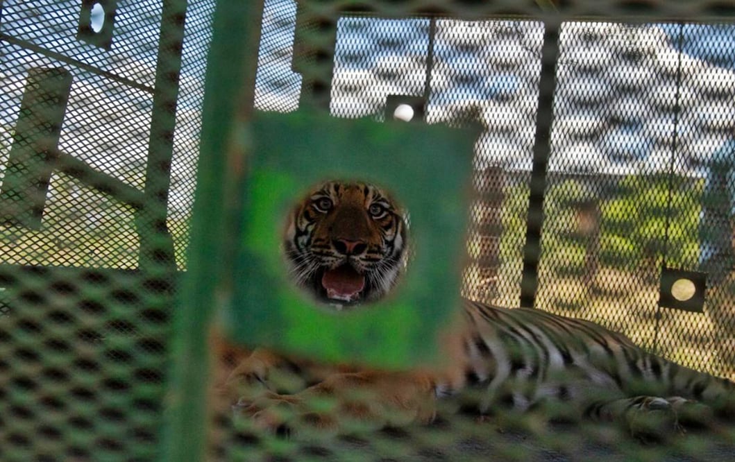 Capturan a tigre de 11 meses de edad que había escapado, en el municipio de Salinas Victoria, Nuevo León, el 25 de junio de 2025. Foto: especial