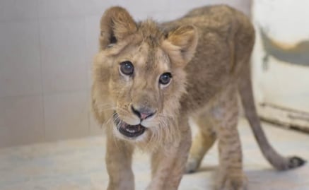 ¡Como en Jumanji! Cachorro de león africano deambulaba en calles de Ecatepec