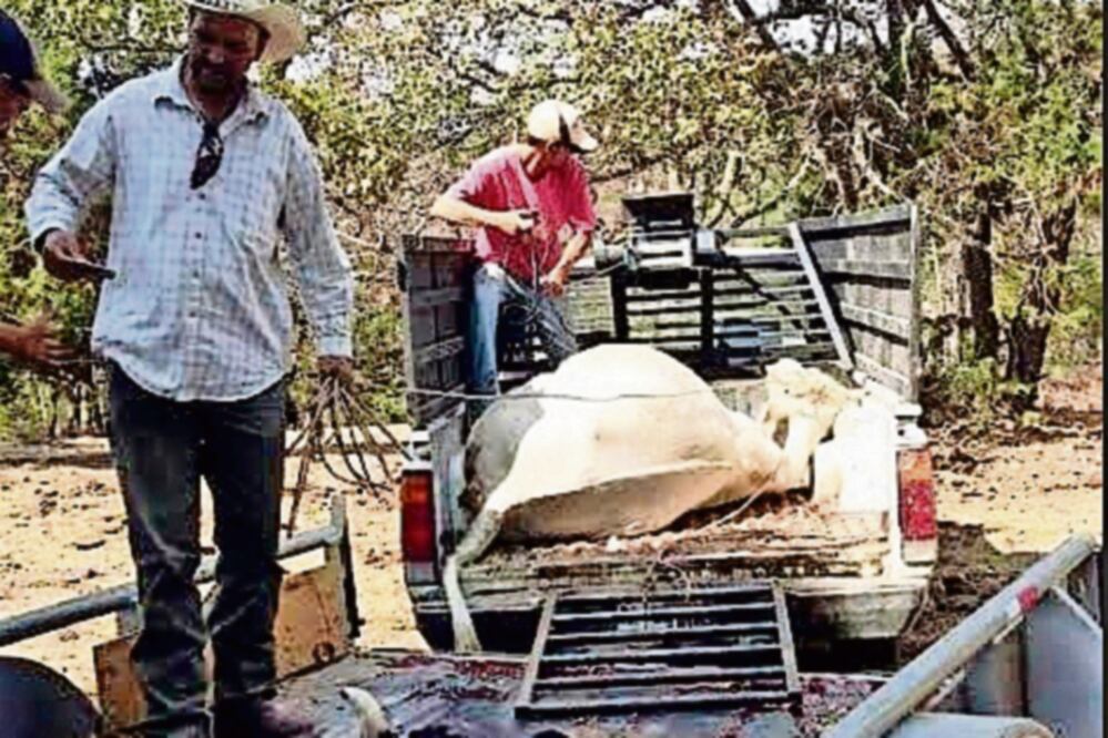 Algunos de los damnificados sólo se quedaron con becerros pues los ejemplares maduros murieron (XÓCHITL ÁLVAREZ. EL UNIVERSAL)