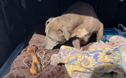 La perrita que volvió a su casa después de 12 años